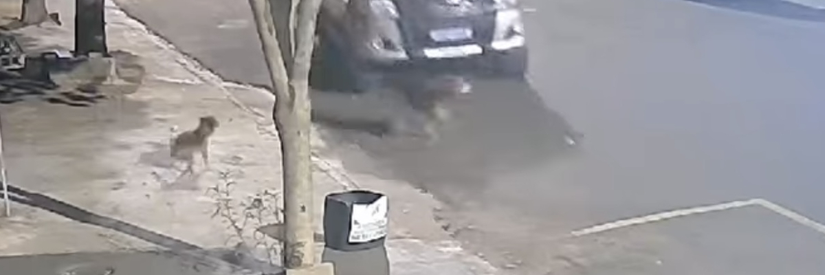 JUSTIÇA PELO CACHORRINHO DE PORTO RICO